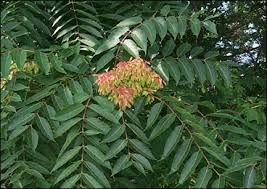 (Celtis philippensis Blanco var. wightii (Planch.) Soep.)